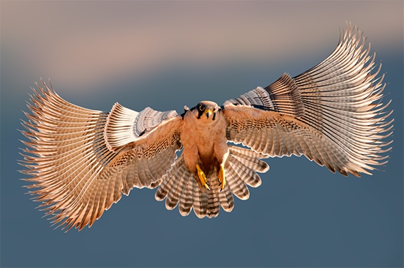 A Simple Fan to Reduce your Sense of Breathlessness