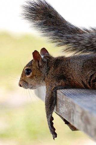 Factors Affecting Breathlessness: Relaxed Posture